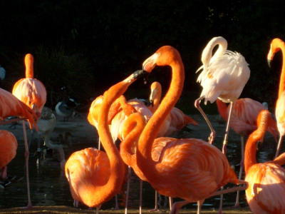 Lovely Flamingos